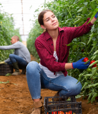 農業耕種農業全般（栽培管理、農産物の集出荷・選別等）、畜産農業全般（飼養管理、畜産物の集出荷・選別等）