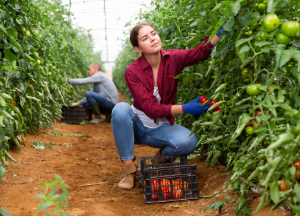 農業耕種農業全般（栽培管理、農産物の集出荷・選別等）、畜産農業全般（飼養管理、畜産物の集出荷・選別等）