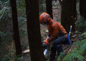 林業林業（育林、素材生産等）